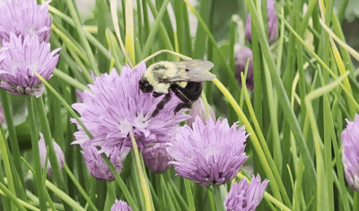 Chives: The Trending Tiny Herb That Elevates Every Meal
