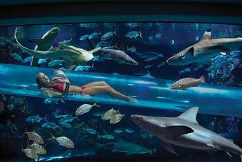 Want to swim with sharks in Las Vegas without actually “swimming” with sharks?  We did too.  Our review of “The Tank”