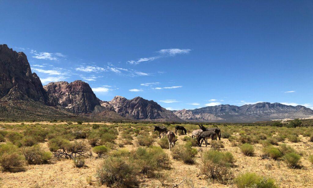 Wild donkeys grazing in the scenic landscape of Red Rock Canyon, Nevada under a clear blue sky